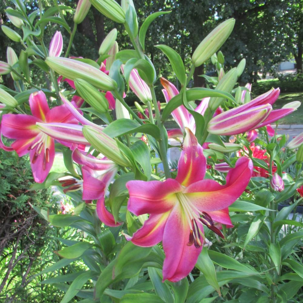 Empoli Lily Tree Seeds