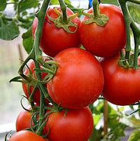 Geronimo/Shin Cheong Gang Grafted – Organic Tomato Seed