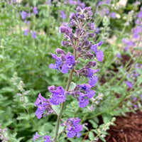 Heirloom Non-GMO Purple Catmint Flower Seeds for Planting – Fragrant Blooming Flower Seeds