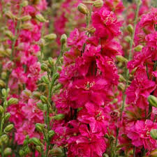 Larkspur- Imperial Scarlet Spire