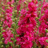 Larkspur- Imperial Scarlet Spire
