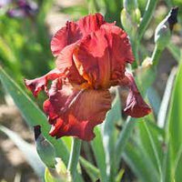 My Friend Jonathan Reblooming Bearded Iris