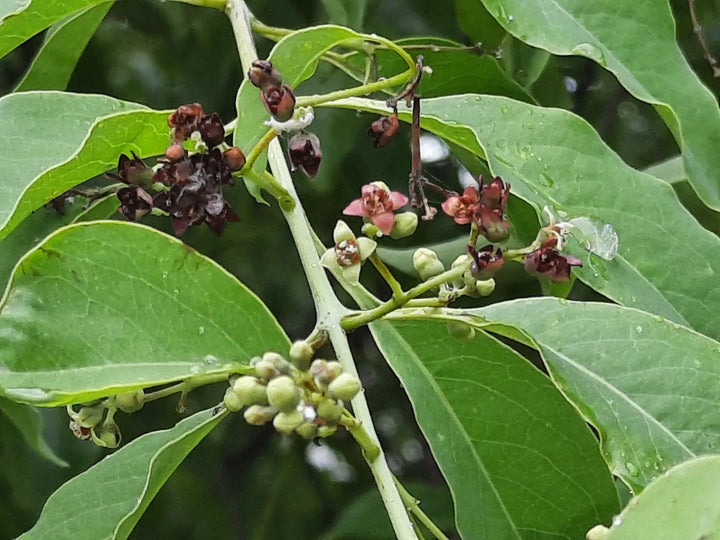 Santalum Album Plant Seeds – Heirloom Non-GMO Seeds for Aromatic Garden