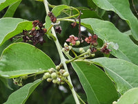 Santalum Album Plant Seeds – Heirloom Non-GMO Seeds for Aromatic Garden