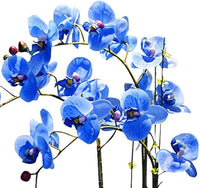 Blue Butterfly Orchid Flower Seeds for Planting – Heirloom, NON-GMO, Easy to Grow Garden Blooms