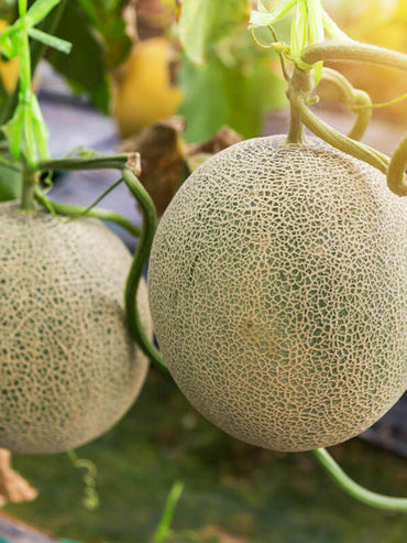 Rockmelon- Hales Best