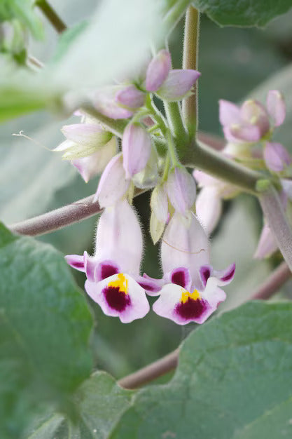 Tiger Claw Purple White Seeds for Planting – Organic, Heirloom, Non-GMO Flower Seeds