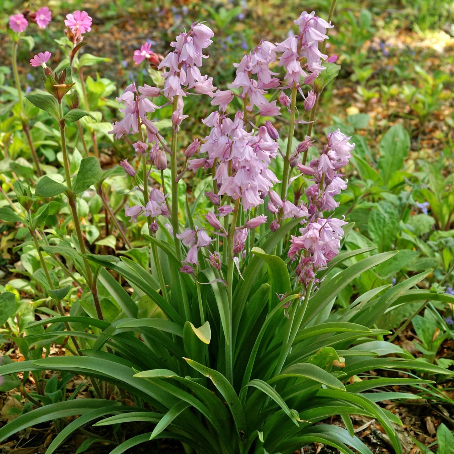 Spanish Pinkbells Seeds