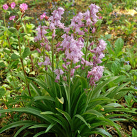 Spanish Pinkbells Seeds