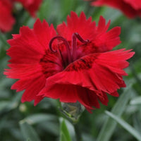Heirloom Non-GMO Red Dianthus Flower Seeds for Garden Planting – Fragrant Hardy Blooms Variety