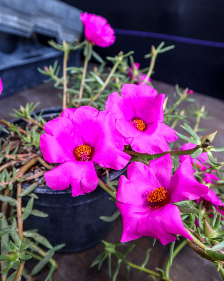 Heirloom Non-GMO Purple Portulaca Flower Seeds for Drought-Tolerant Summer Garden Planting