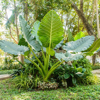 Heirloom Green Alocasia Macrorrhizos Plant Seeds, Non-GMO Tropical Foliage for Planting