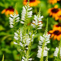 Heirloom Non-GMO White Physostegia Flower Seeds for Elegant Garden Borders and Seasonal Planting