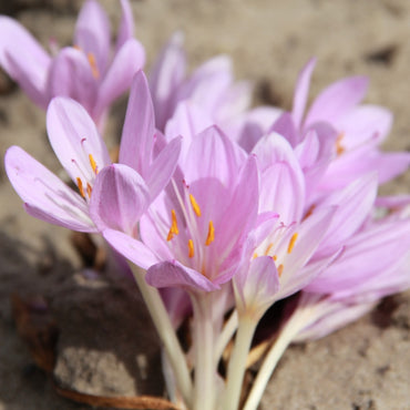 Colchicum- Byzantinum