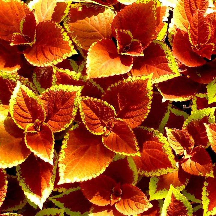 Heirloom Orange Green Coleus Flower Seeds for Planting – Non-GMO, Colorful Ornamental Foliage Variety