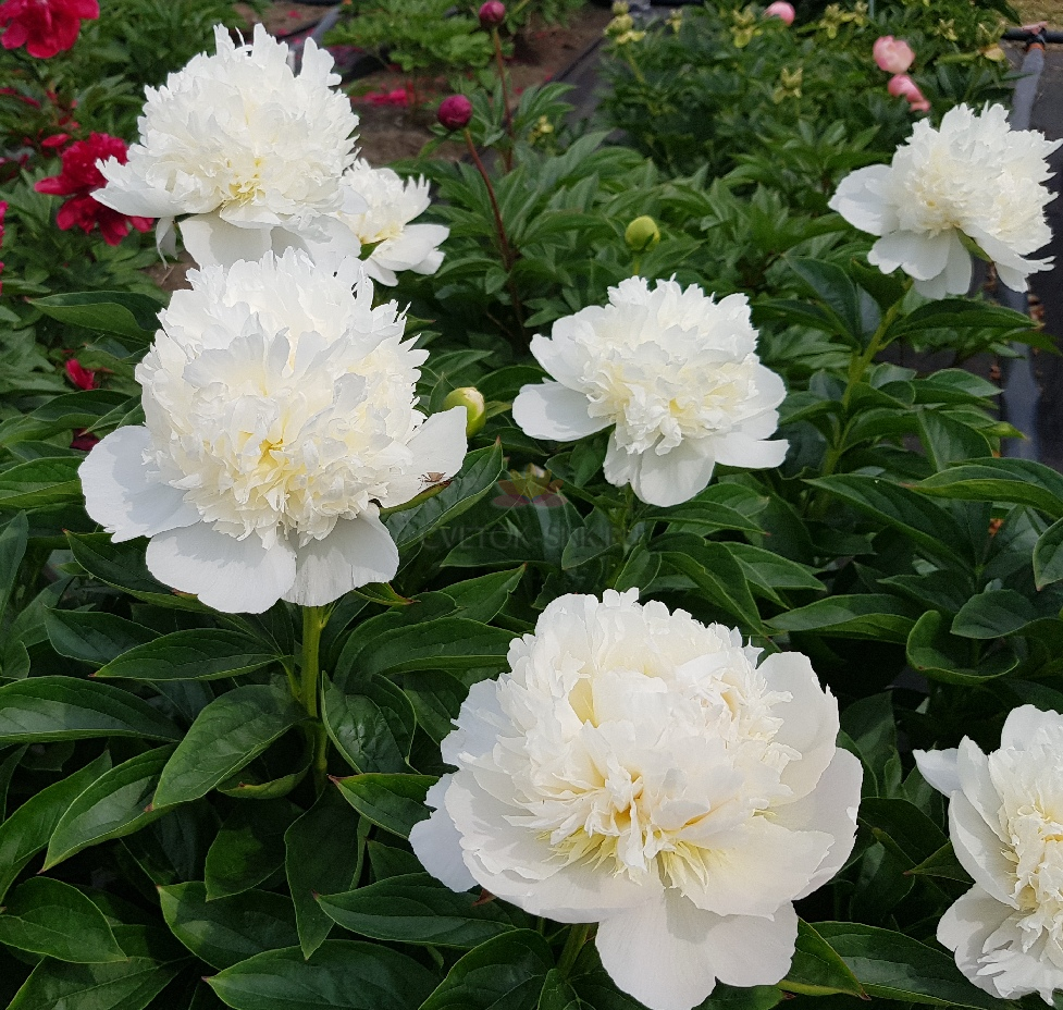 Princess Bride Peony