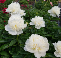 Princess Bride Peony