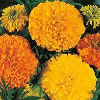 Marigold, African- Crackerjack
