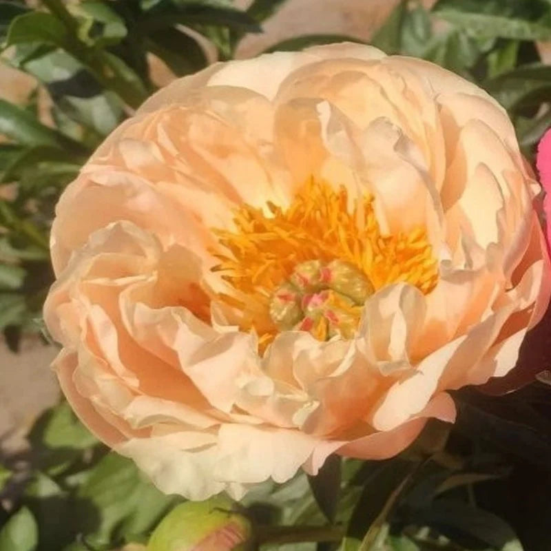 King's Day Peony