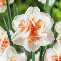 Extravaganza Daffodil Seeds