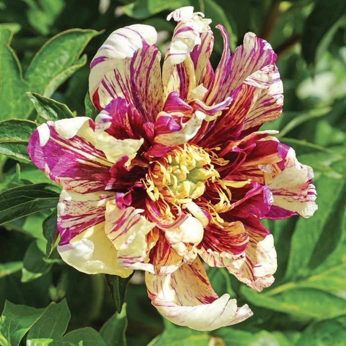 Lollipop Itoh Peony