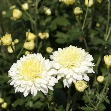 Chrysanthemum- Frosty White (seedling)