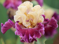 Royal Harlequin Bearded Iris