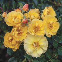Sunshine Happy Trails Groundcover Rose
