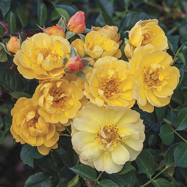 Sunshine Happy Trails Groundcover Rose