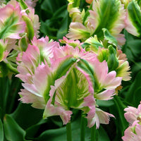 Green Wave Tulip Seeds