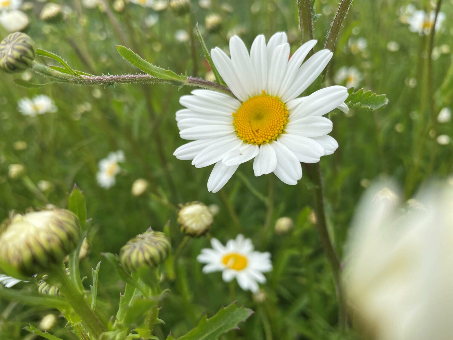 Oxeye
