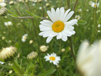 Oxeye