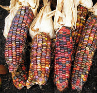 Earth Tones Dent – Corn Seed