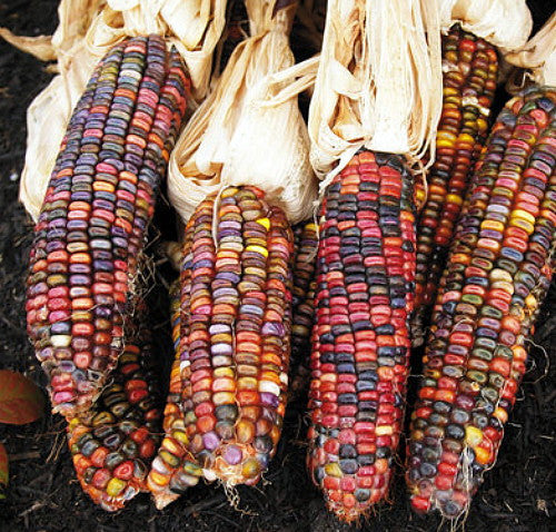 Earth Tones Dent – Corn Seed