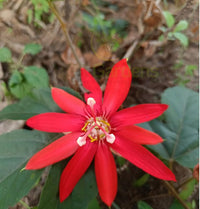 Passiflora Coccinea Flower Seeds – Heirloom Non-GMO Passion Vine Seeds for Tropical Garden Planting