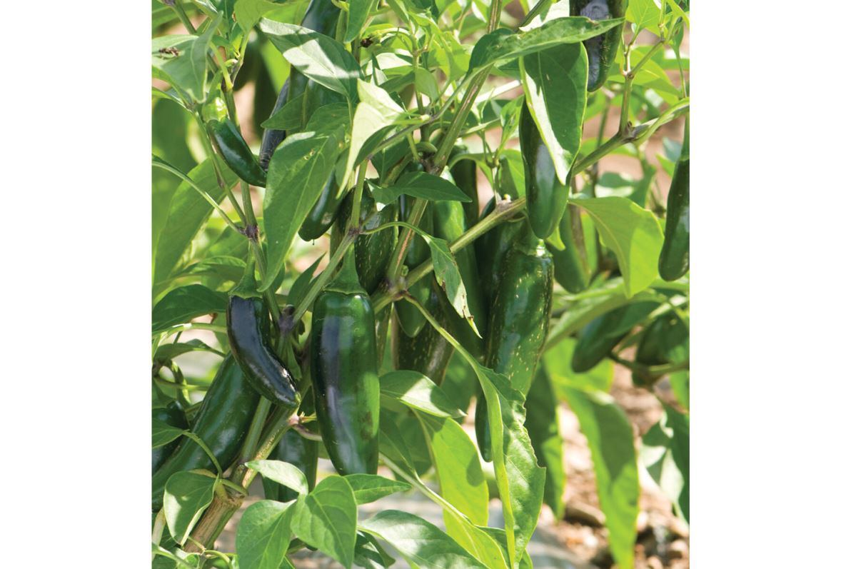Jalafuego – Jalape?o Pepper Seed