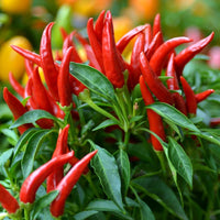 Bangkok – Thai Chile Pepper Seed