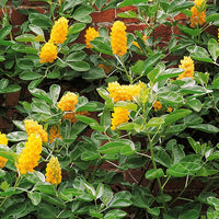 Heirloom Argyrocytisus Flower Seeds, Non-GMO Ornamental Shrub Blooms for Colorful Garden Planting