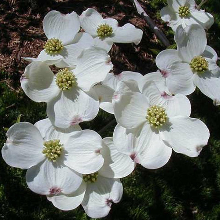 Heirloom Non-GMO Cornus Flower Seeds for Garden Planting – Ornamental Dogwood Blooms