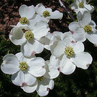 Heirloom Non-GMO Cornus Flower Seeds for Garden Planting – Ornamental Dogwood Blooms