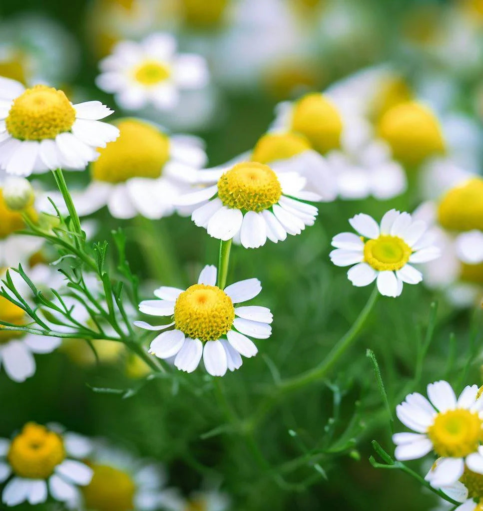 Roman Lawn Chamomile