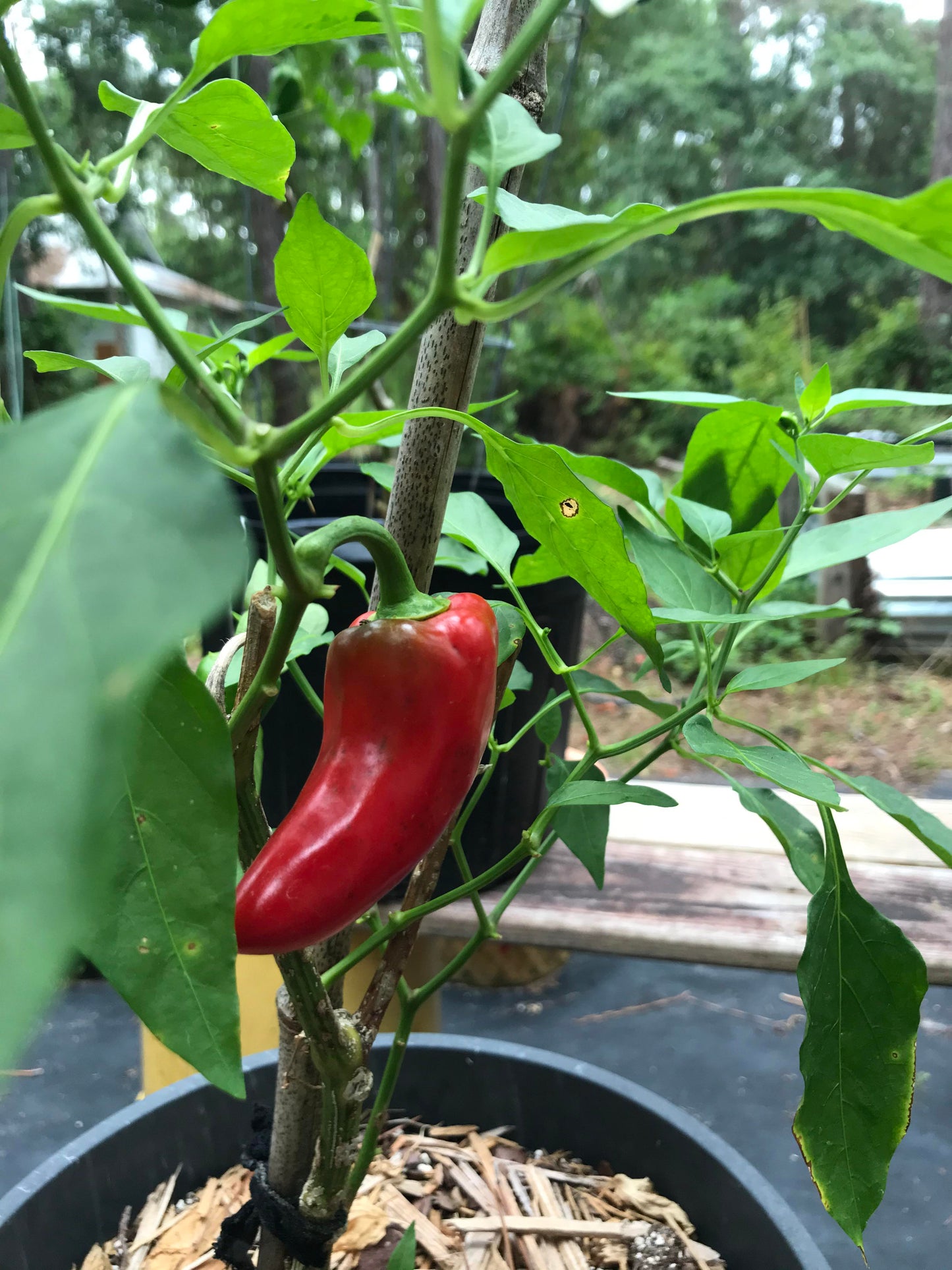 Flaming Flare – Fresno Pepper Seed