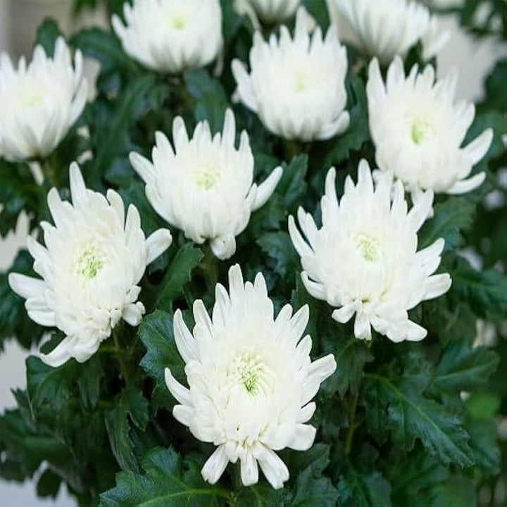 Organic Heirloom Non-GMO White Chrysanthemum Seeds for Planting – Garden Blooms