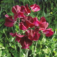Heirloom Non-GMO Lathyrus Flower Seeds for Garden Planting – Fragrant Climbing Blooms