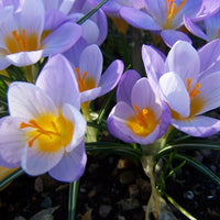 Crocus- Firefly