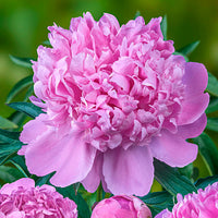 Monsieur Jules Elie Peony