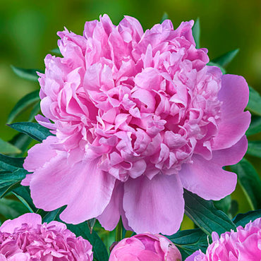 Monsieur Jules Elie Peony