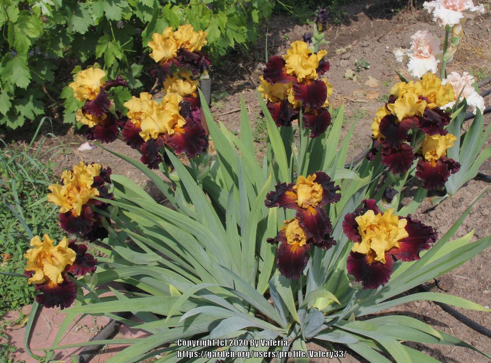 Kathy Chilton Bearded Iris