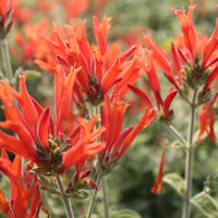 Hummingbird Flower Seeds – Heirloom, Non-GMO, Nectar-Rich Blooms to Attract Pollinators in Garden Planting