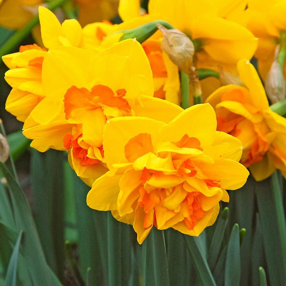 Le Torch Daffodil Seeds